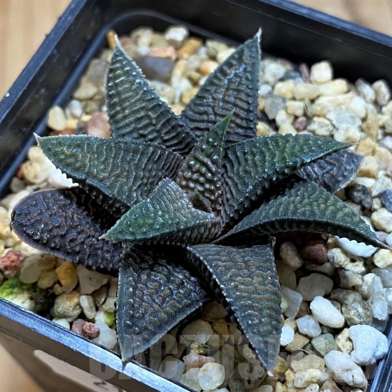 SH21312 Haworthia koelmaniorum x. limifolia v. striata