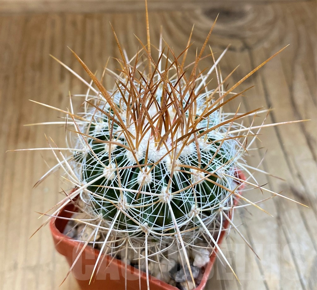 SH21510 Stenocactus vaupelianus - Imagen 2