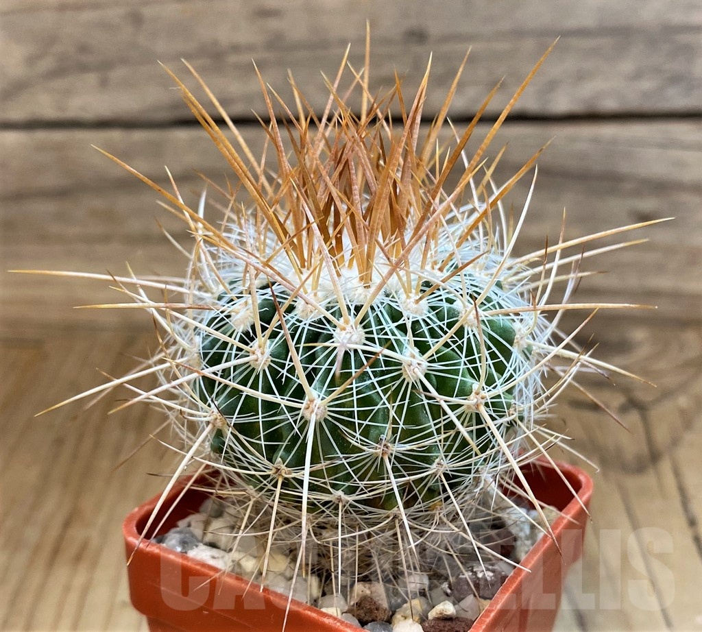 SH21510 Stenocactus vaupelianus - Imagen 3