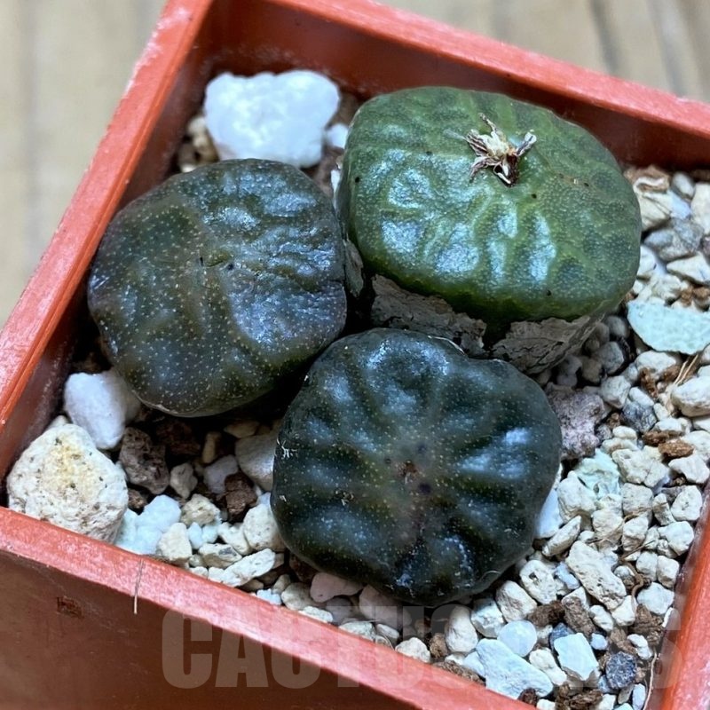 SH21511 Conophytum angelicae ssp. tetragonum, seedling 3 plants
