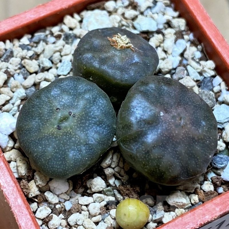 SH21512 Conophytum angelicae ssp. tetragonum, seedling 3 plants