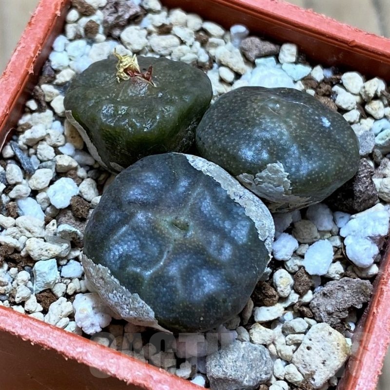 SH21513 Conophytum angelicae ssp. tetragonum, seedling 3 plants