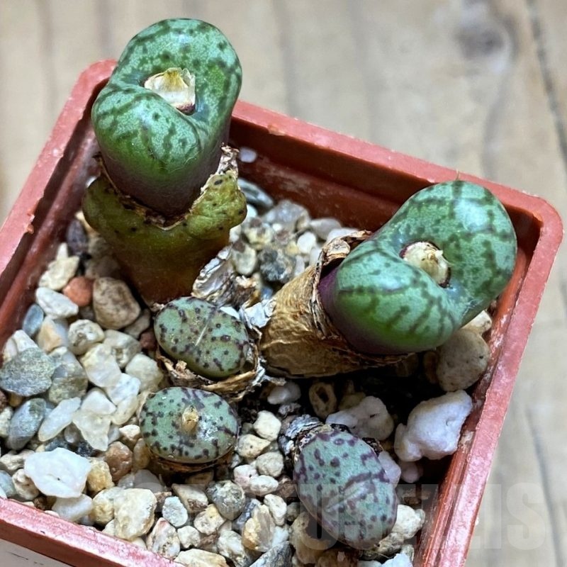 SH21515 Conophytum obcordellum
