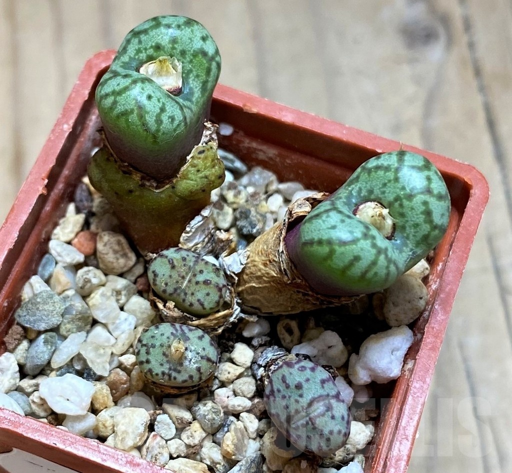 SH21515 Conophytum obcordellum