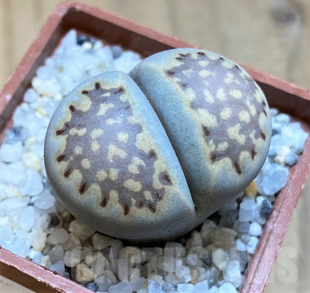 SH21516 Lithops julii ssp. fulleri v. brunnea C179