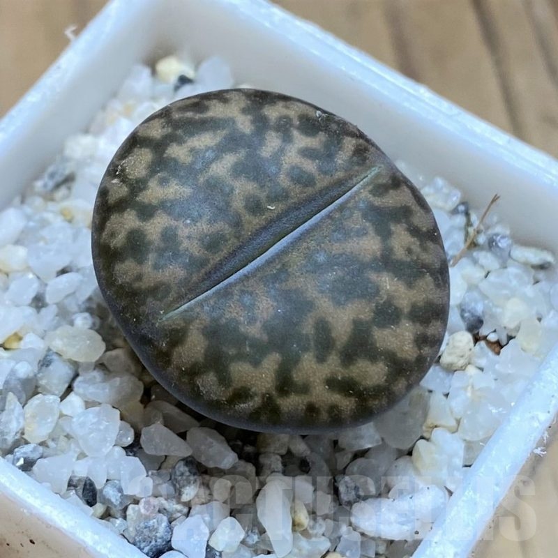 SH21518 Lithops bromfieldii v. glaudinae