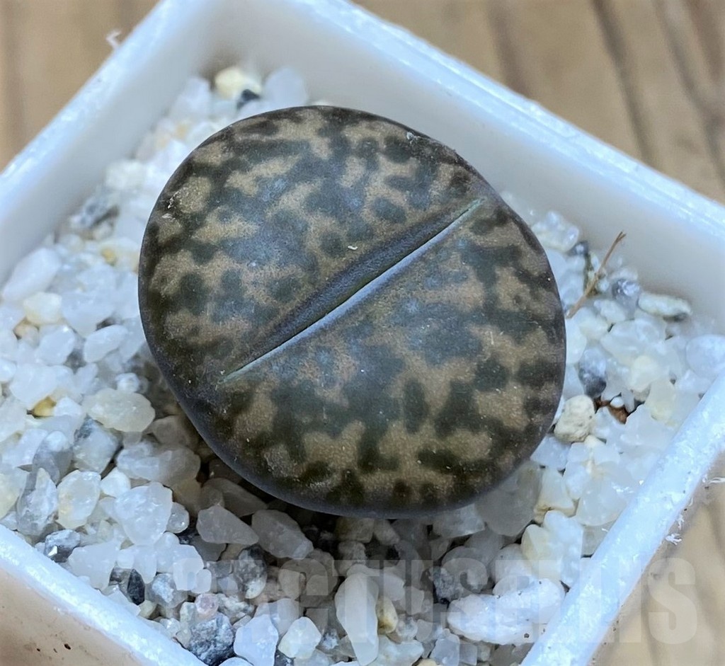 SH21518 Lithops bromfieldii v. glaudinae
