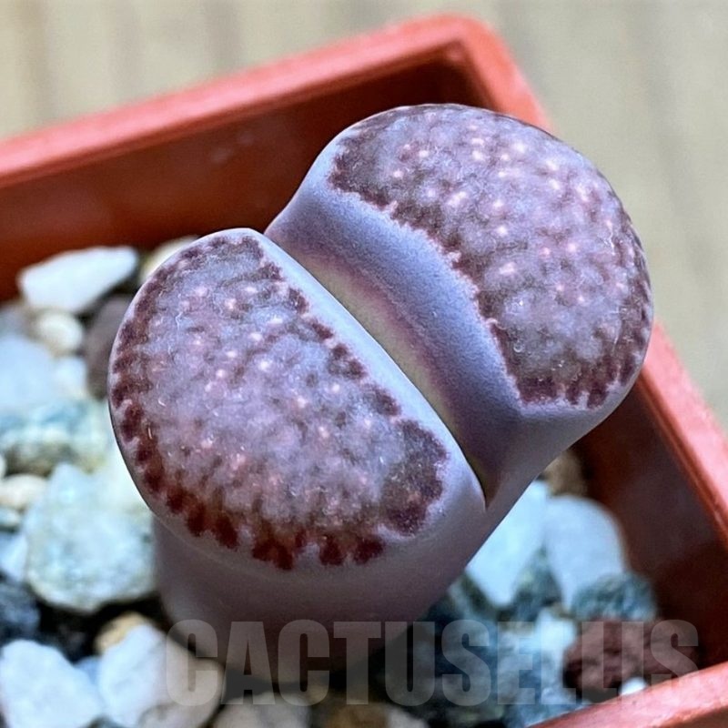 SH21519 Lithops salicola 'Sato's Violet'