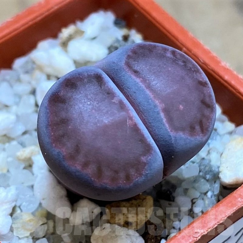 SH21520 Lithops salicola 'Sato's Violet'