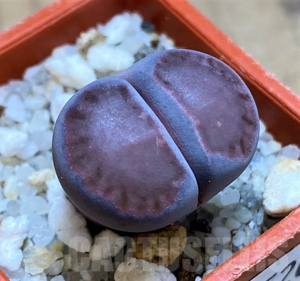 SH21520 Lithops salicola 'Sato's Violet'