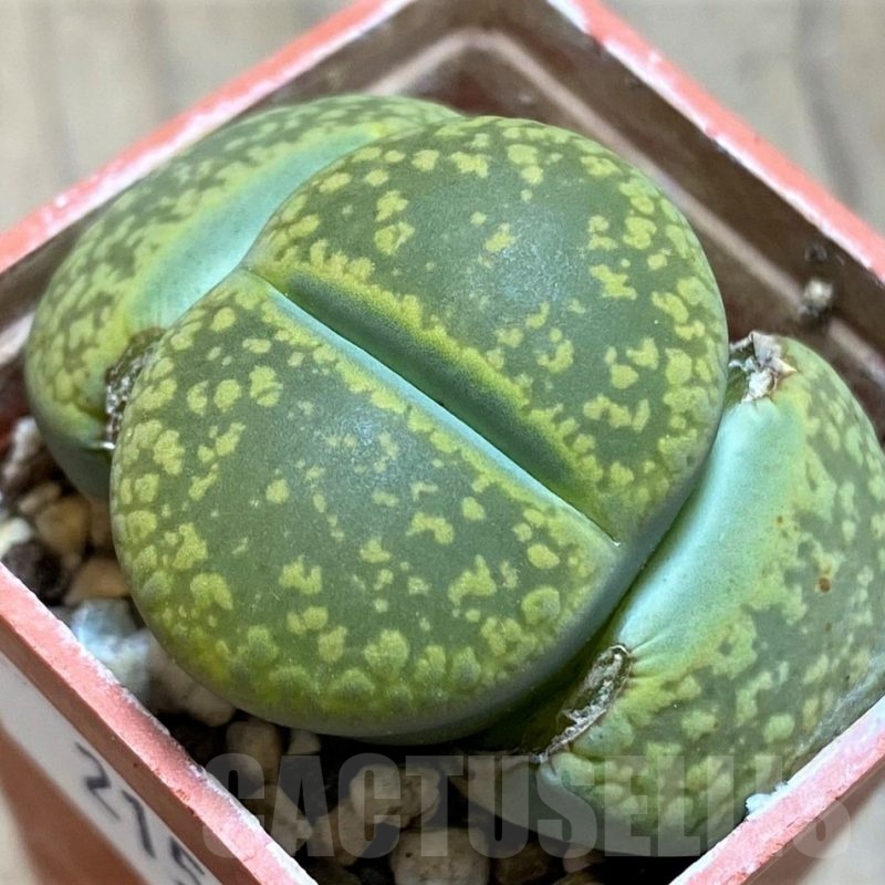 SH21521 Lithops aucampiae 'Jackson's Jade'
