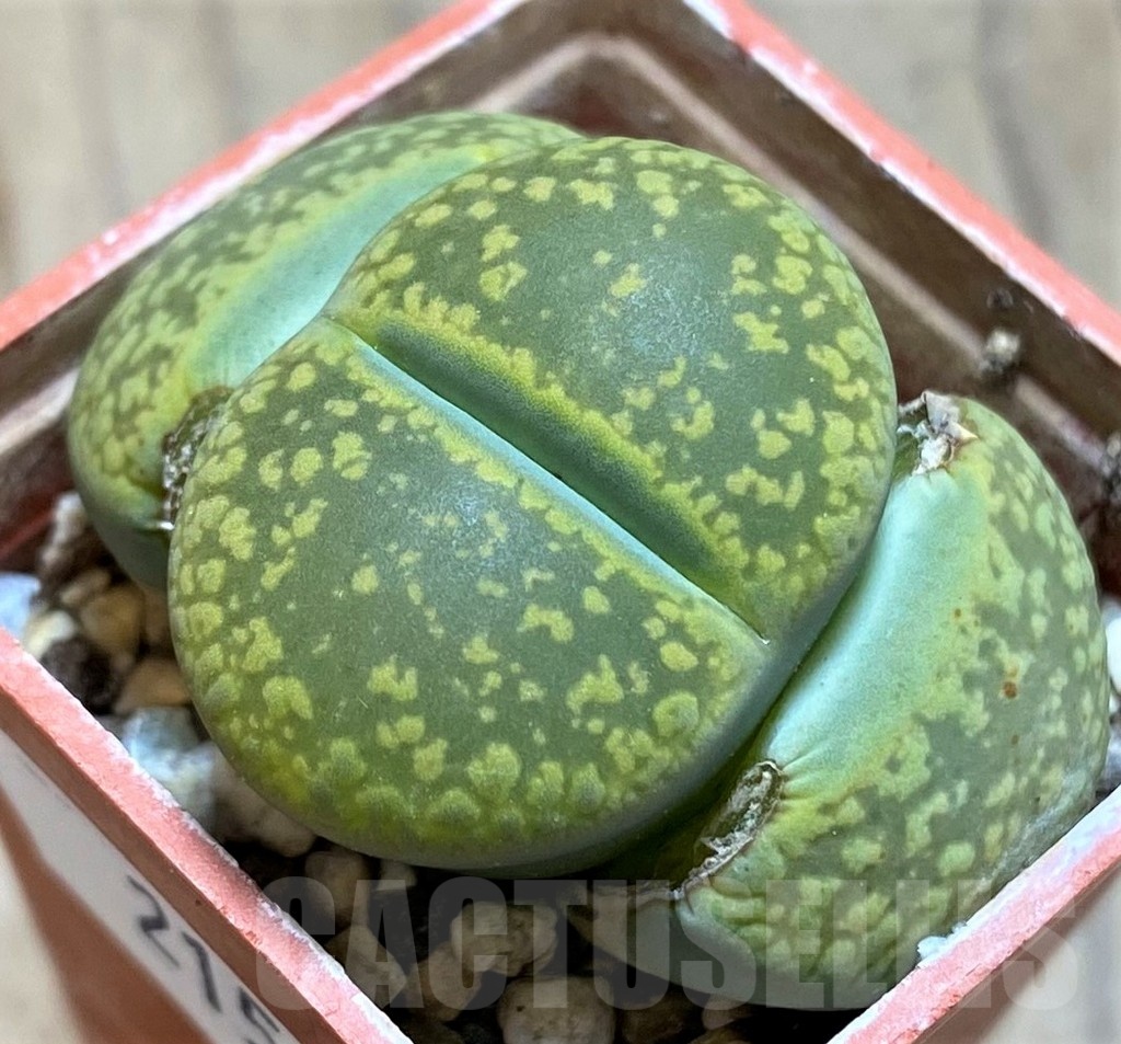 SH21521 Lithops aucampiae 'Jackson's Jade'