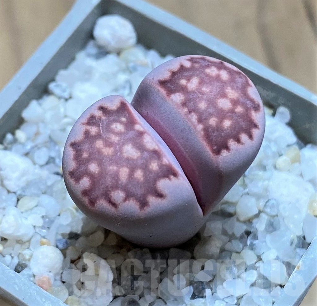 SH21522 Lithops salicola 'Sato's Violet'