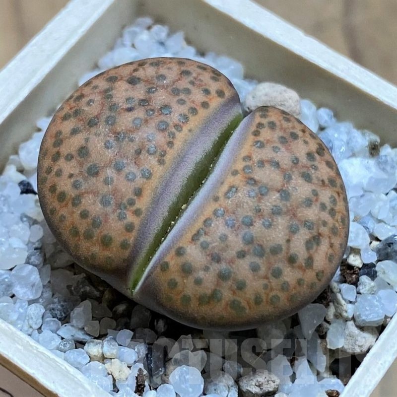SH21523 Lithops fulviceps L45-66