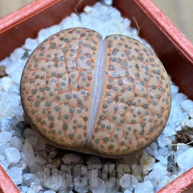 SH21524 Lithops fulviceps L45-66