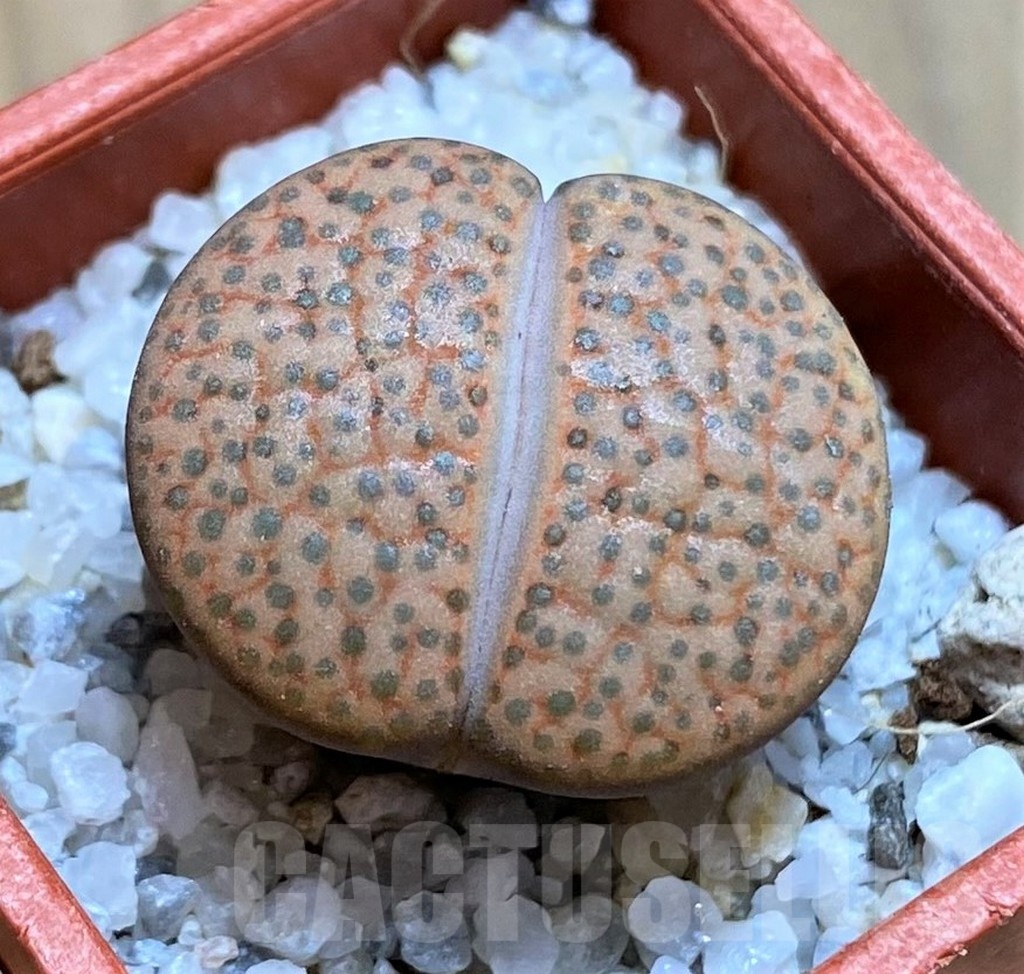 SH21524 Lithops fulviceps L45-66