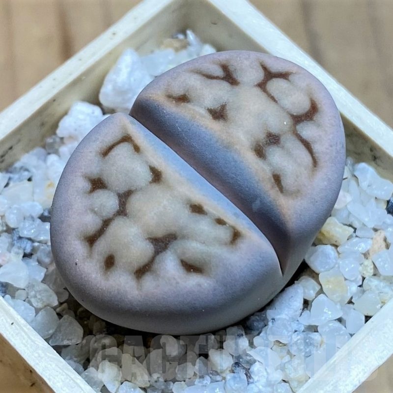 SH21525 Lithops karasmontana C168