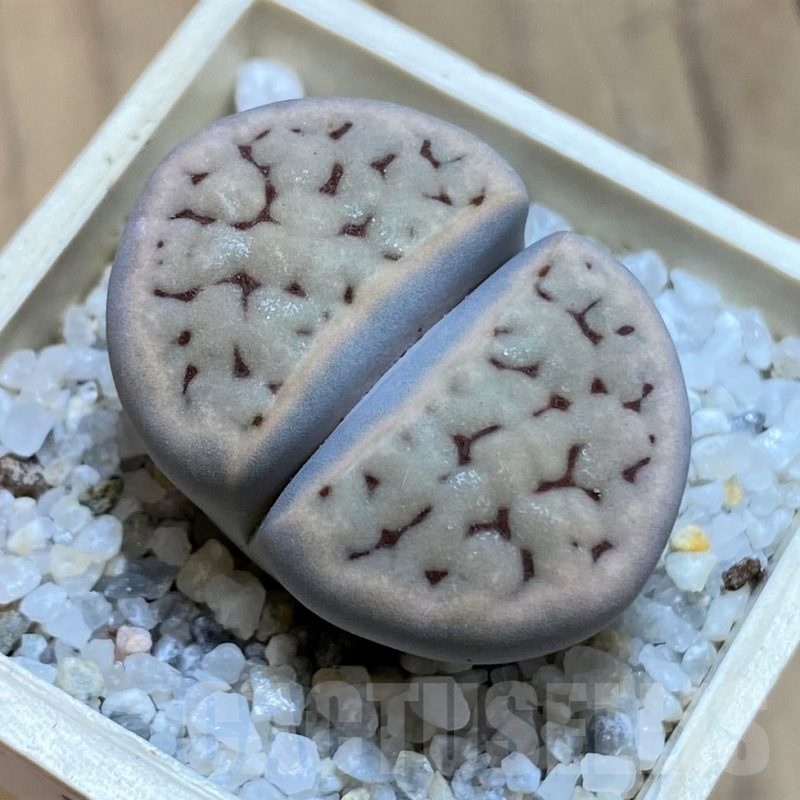 SH21526 Lithops karasmontana C168