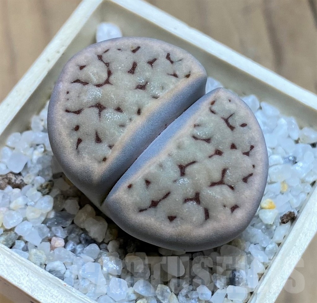 SH21526 Lithops karasmontana C168