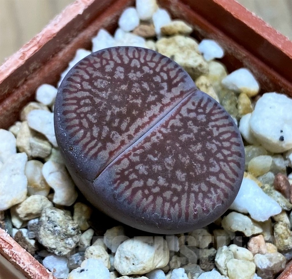 SH21527 Lithops aucampiae 'Red Danielskuil'