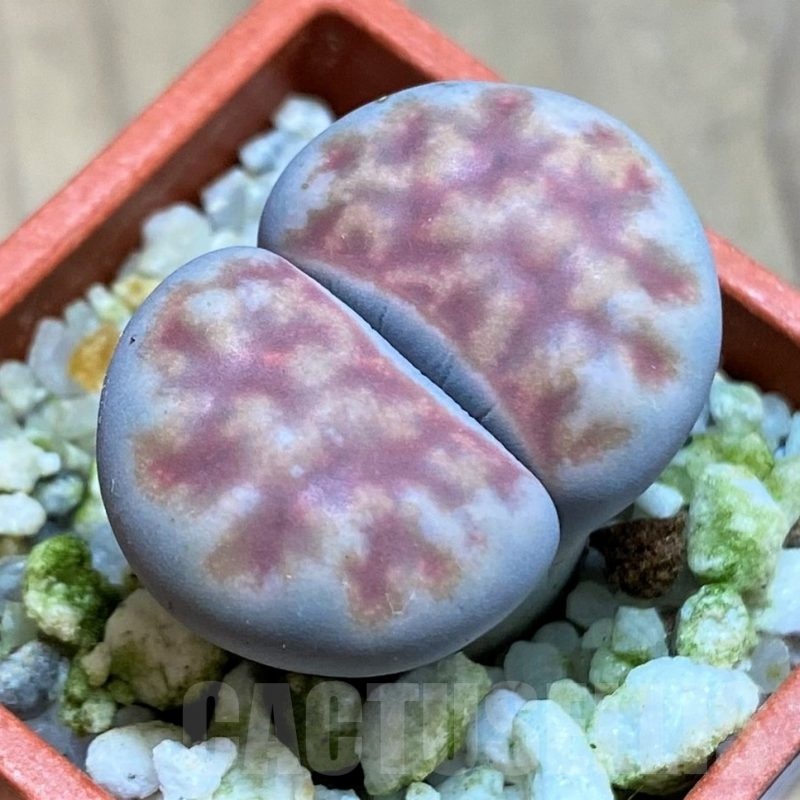SH21528 Lithops karasmontana v. summitatum