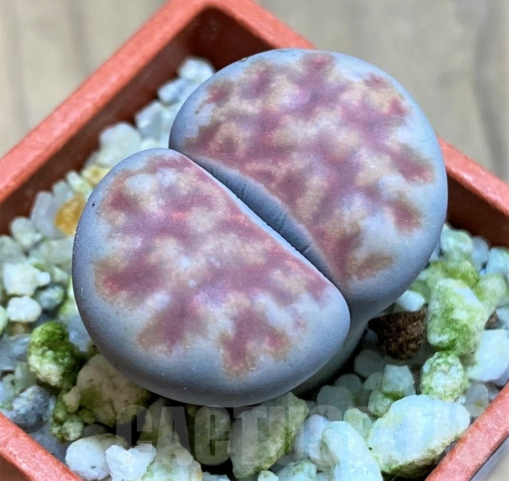 SH21528 Lithops karasmontana v. summitatum