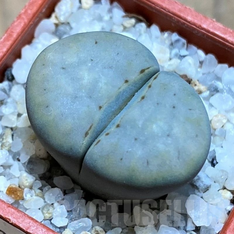 SH21529 Lithops karasmontana 'Opalina'