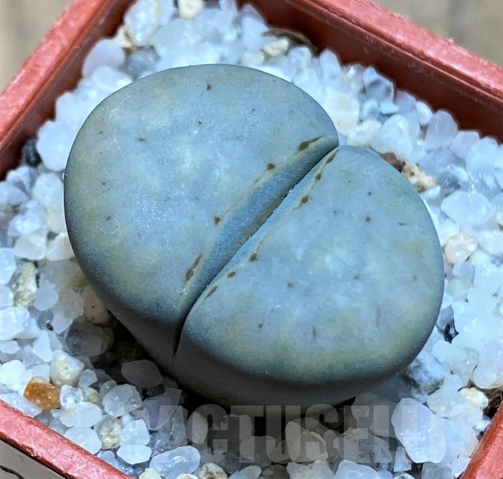 SH21529 Lithops karasmontana 'Opalina'