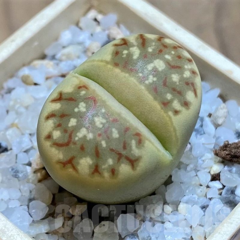 SH21530 Lithops dorotheae