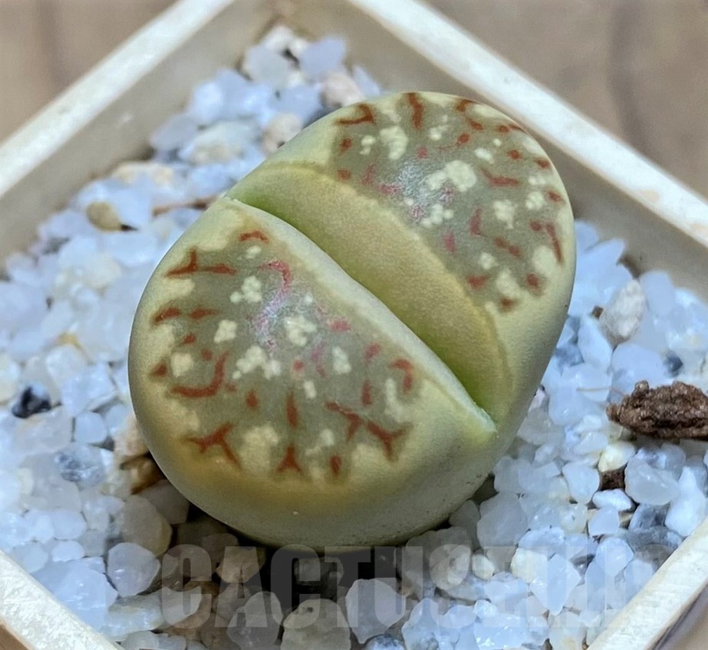 SH21530 Lithops dorotheae