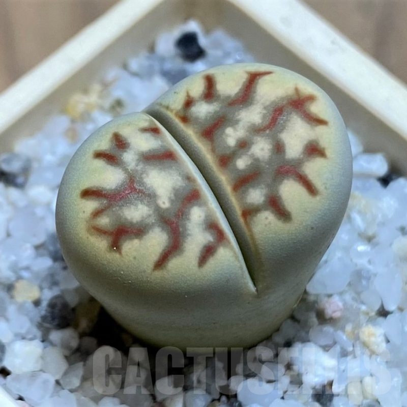 SH21531 Lithops dorotheae