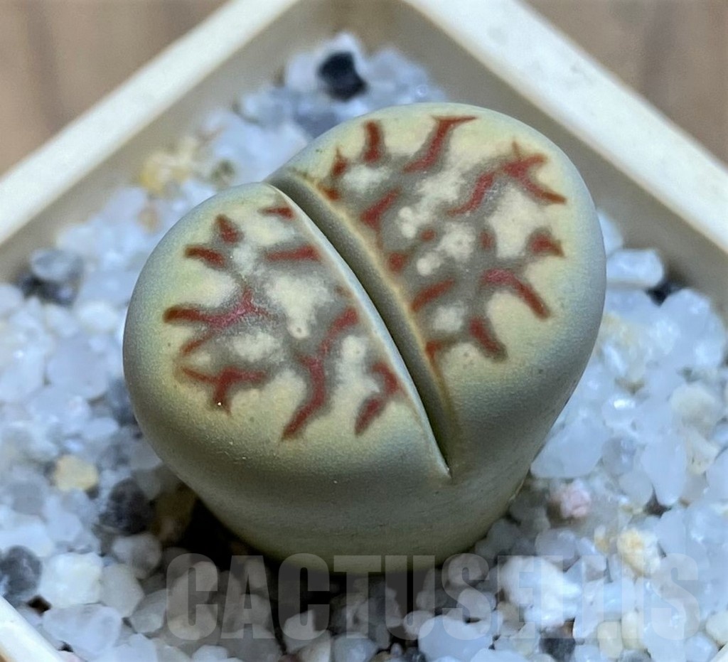 SH21531 Lithops dorotheae