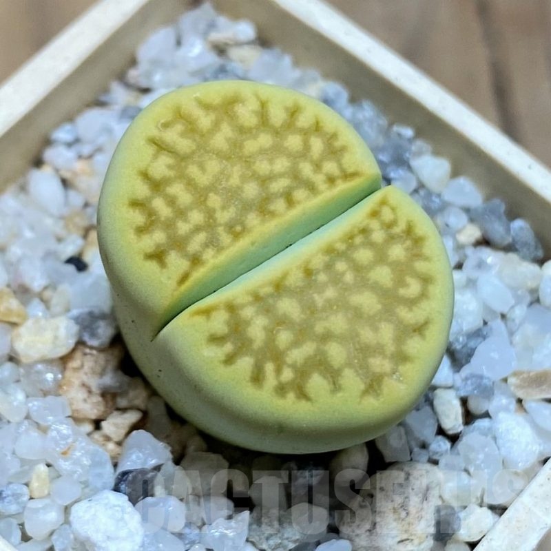 SH21532 Lithops hallii 'Green Soapstone'