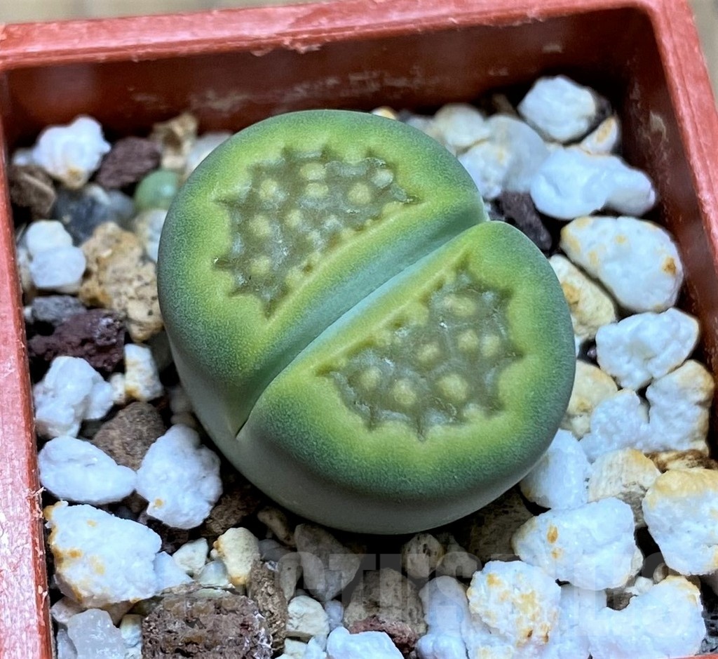 SH21533 Lithops hallii 'Green Soapstone'