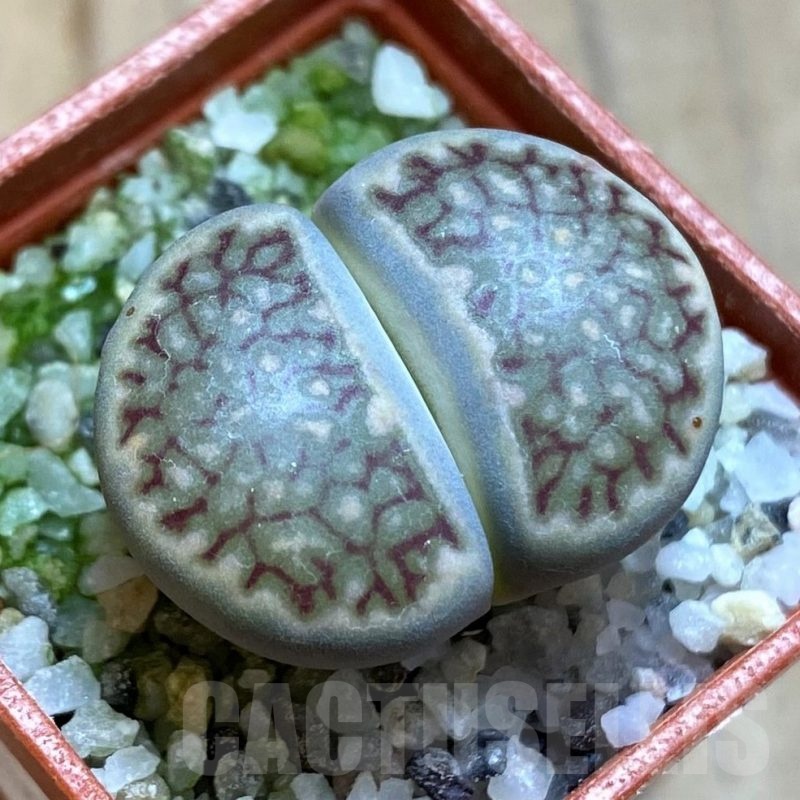 SH21534 Lithops hallii -Select form-