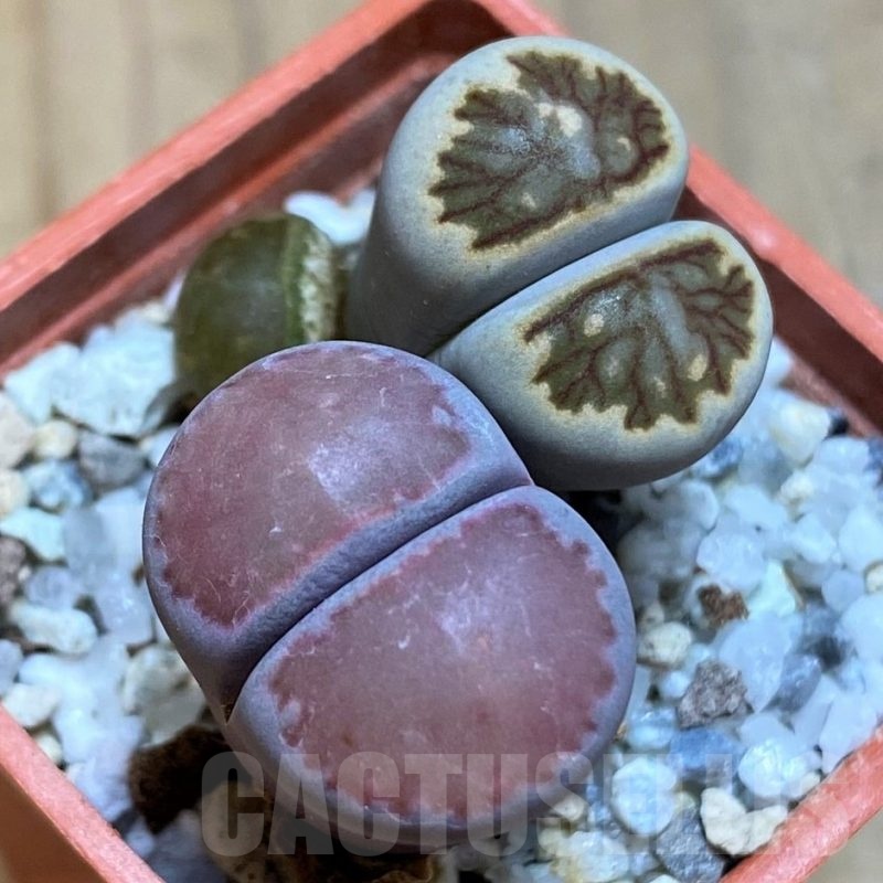 SH21535 Lithops julii ‘Kikushogiyoku’, Lithops salicola ‘Sato’s Violet’ hybrid