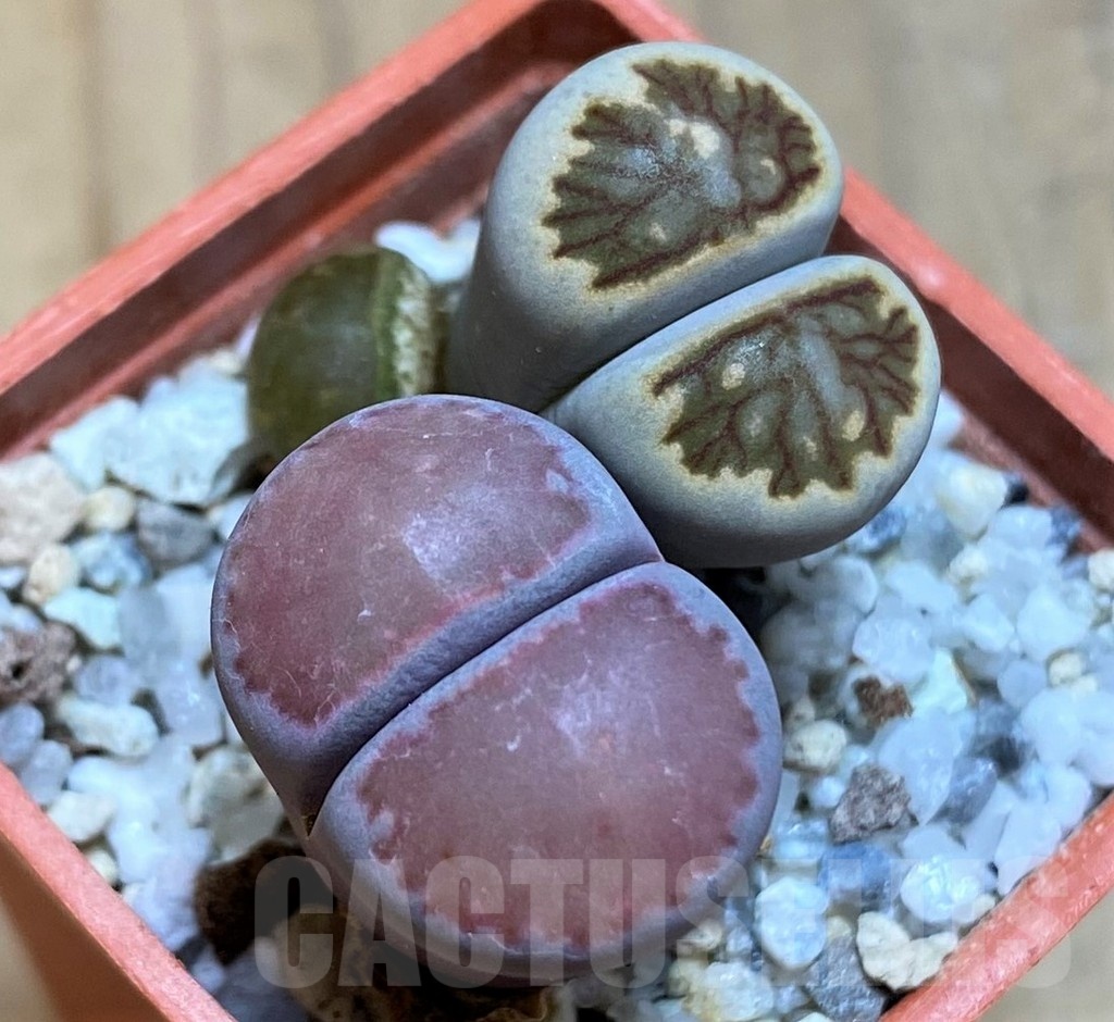 SH21535 Lithops julii ‘Kikushogiyoku’, Lithops salicola ‘Sato’s Violet’ hybrid
