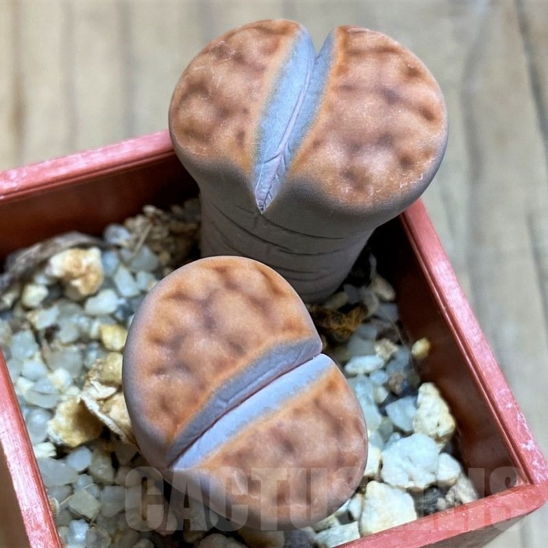SH21536 Lithops karasmontana 'Tischeri'