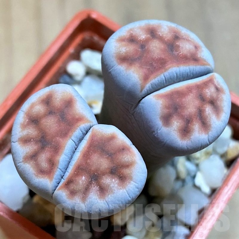 SH21537 Lithops karasmontana v. summitatum