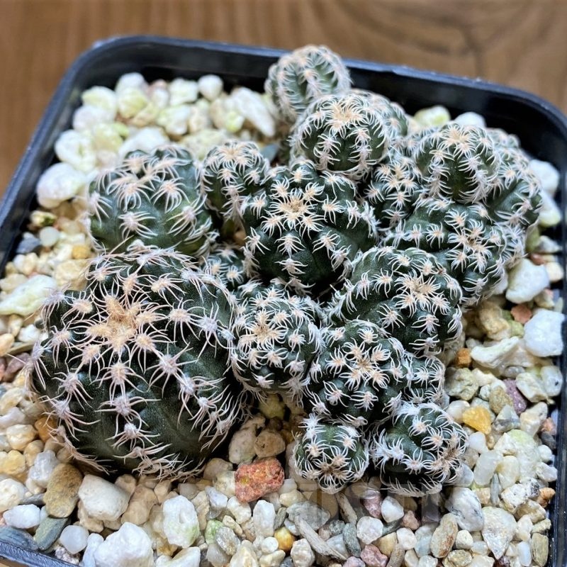 SH21483 Gymnocalycium bruchii v. glaucum, 6 years old