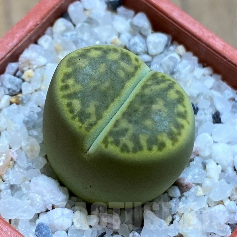 SH21539 Lithops bromfieldii 'Sulphurea'