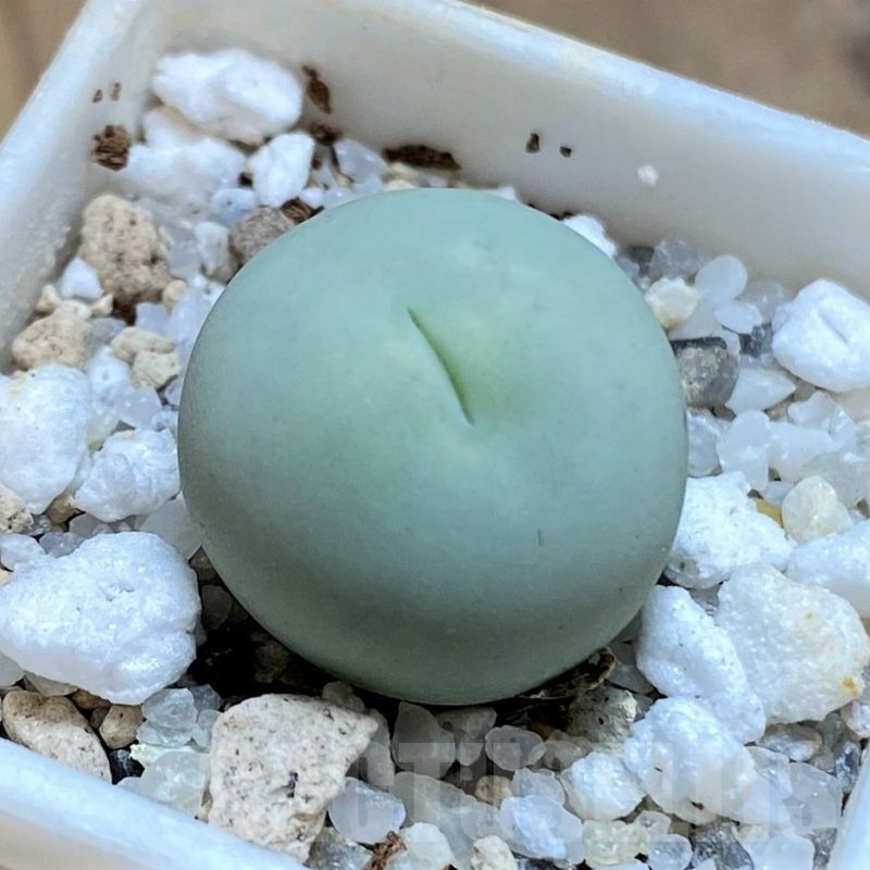 SH21540 Conophytum calculus