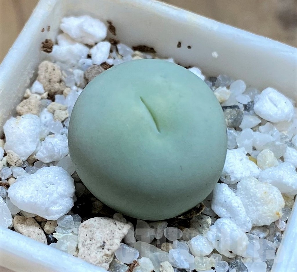 SH21540 Conophytum calculus