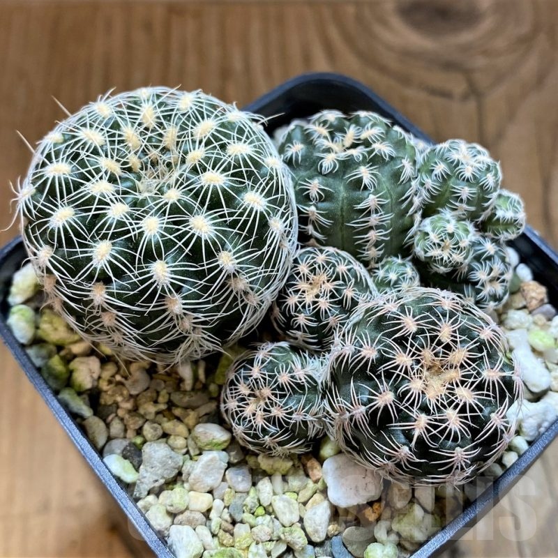 SH21484 Gymnocalycium bruchii v. glaucum, 6 years old