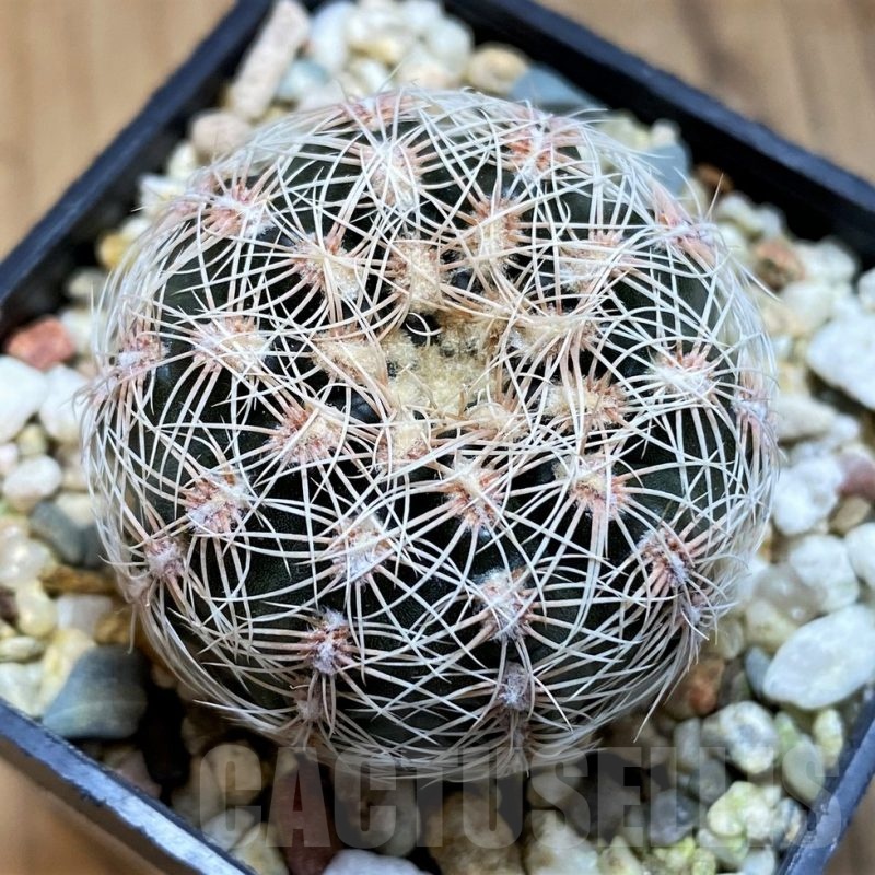 SH21486 Gymnocalycium bruchii