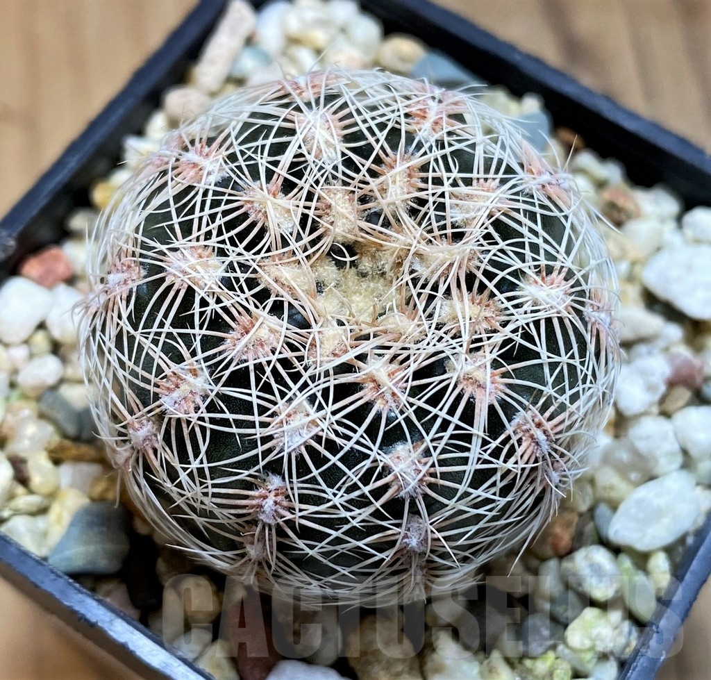 SH21486 Gymnocalycium bruchii