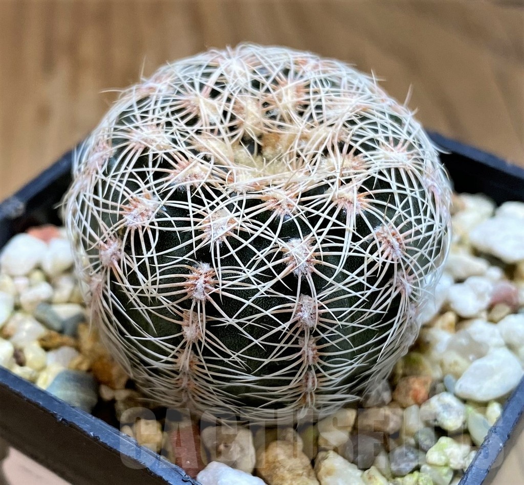 SH21486 Gymnocalycium bruchii – Bild 2