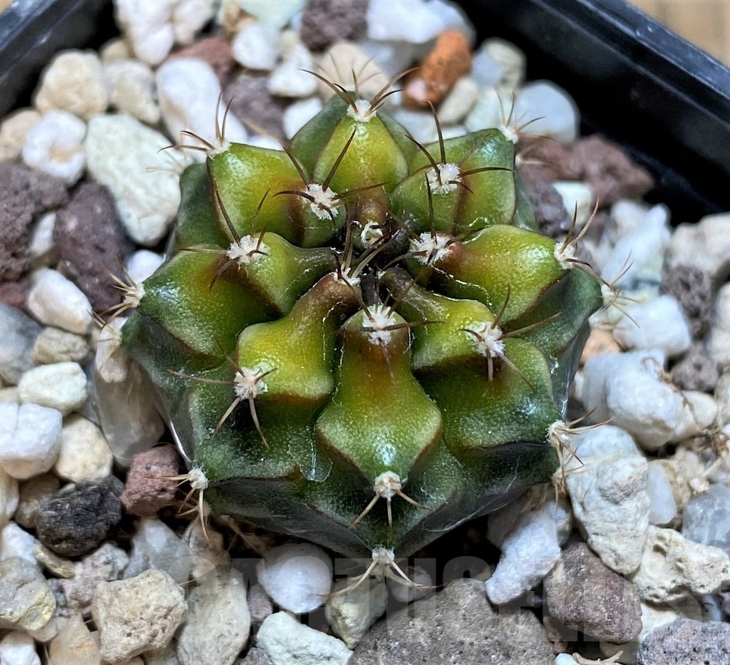 SH21487 Gymnocalycium mihanovichii 'Day Dream' hybrid