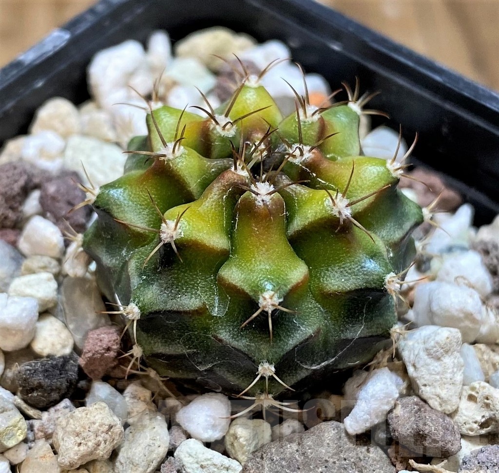 SH21487 Gymnocalycium mihanovichii 'Day Dream' hybrid - Image 2
