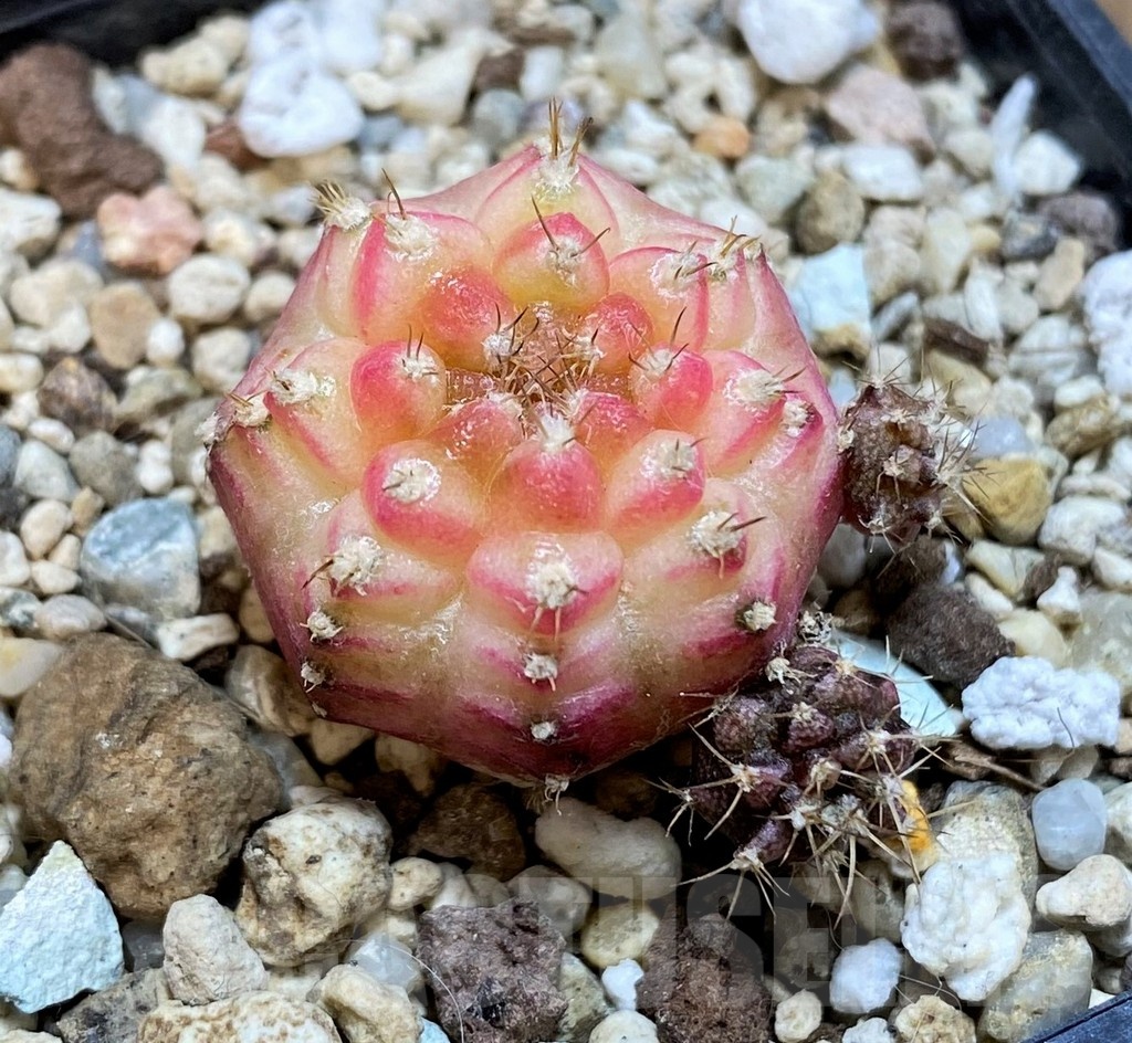 SH21488 Gymnocalycium mihanovichii ‘Neon’ Pink